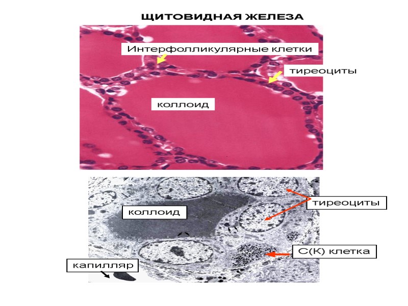 коллоид тиреоциты Интерфолликулярные клетки тиреоциты С(К) клетка коллоид капилляр ЩИТОВИДНАЯ ЖЕЛЕЗА